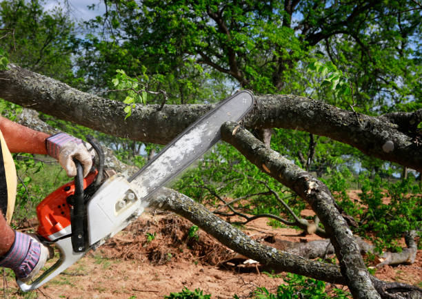 Tree Removal for Businesses in Dash Point, WA